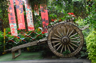 温室花草风景 