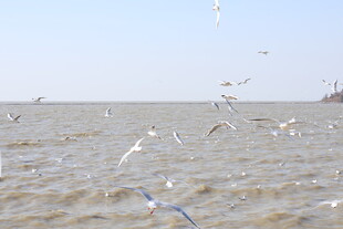 海鸥