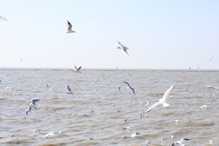 海鸥