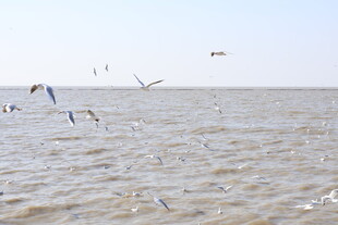 海鸥