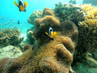 珊瑚礁海葵和小丑鱼