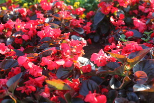 鲜艳红色秋海棠花卉景观