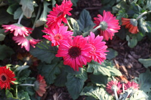 鲜艳绽放的玫红色非洲菊