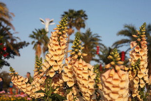 金黄花穗盛开的棕榈树