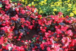 艳丽多彩花卉绽放