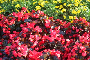 艳丽多彩花卉绽放