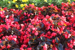 艳丽多彩秋海棠花卉