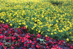 多彩花卉构成绚丽花田