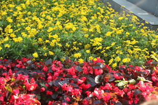 多彩花卉绽放美景