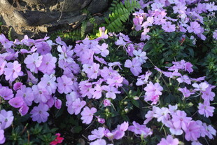 紫色繁花绽放的美丽景致