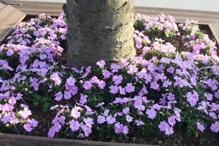 树下绽放的紫色美丽小花