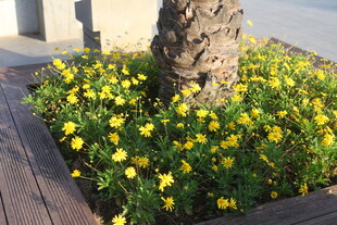 树下绽放的黄色小花