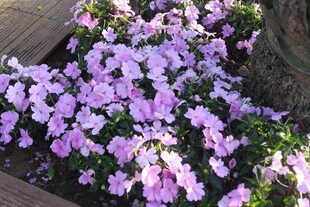 紫色矮牵牛绽放的美丽