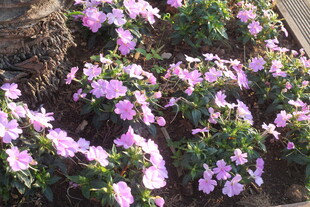 紫色小花绽放于绿植间