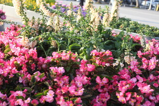 娇艳盛放的粉色花卉景观