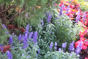 多彩花卉盆栽展示