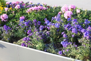 多彩盆栽花卉展示