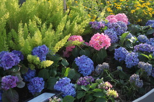 多彩绣球花装点美丽花境