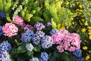 多彩绣球花绽放于花丛中