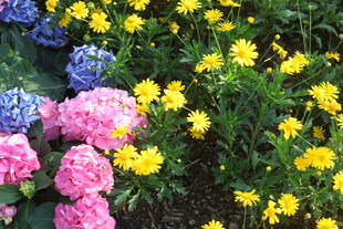 多彩花卉绽放美景