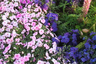 缤纷花丛绽放美丽色彩