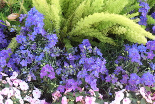 多彩花卉植物美丽景致