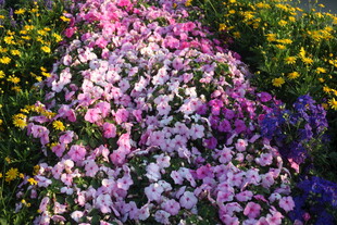 多彩花卉组成绚丽花径