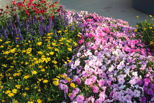 多彩花卉装点美丽景致