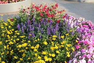 多彩花卉装点户外景观