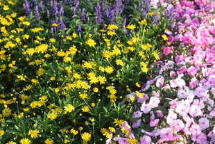 多彩花卉绽放美丽景致