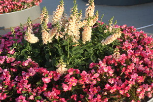 多彩花卉装点的美丽花坛