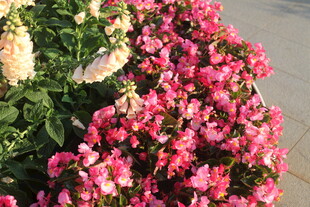 艳丽盛放的多彩花卉