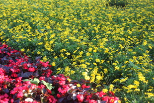 多彩花卉绽放的美丽花田