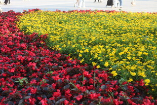 多彩花卉构成美丽花田