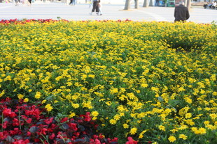 缤纷花海 绽放绚丽色彩