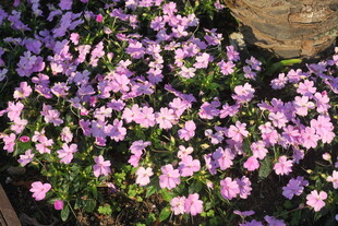 紫色小花绽放生机