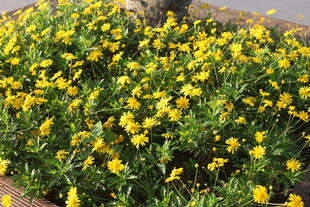 金黄小花绽放绿意间