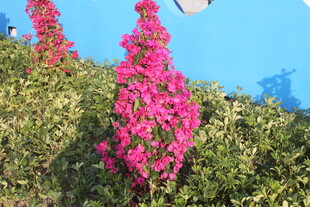 艳丽三角梅绽放于蓝天