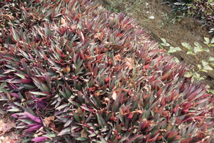 紫红叶植物景观