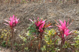 野外艳丽的粉红色花卉