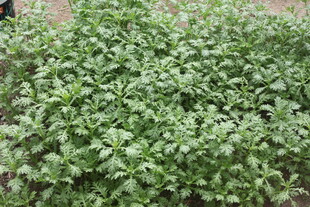 嫩绿繁茂的植物景观