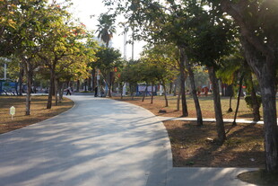 阳光照耀下的林间步道