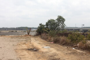 荒废土路旁的稀疏植被