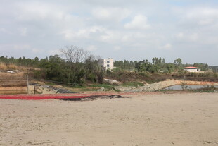 空旷沙地旁的绿树场景
