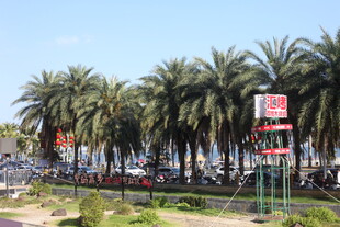 海滨棕榈树旁的热闹景象