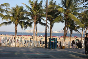 海滨路旁的椰树与行人