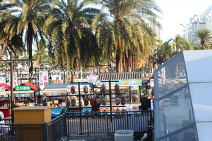 户外休闲场所的棕榈树景观