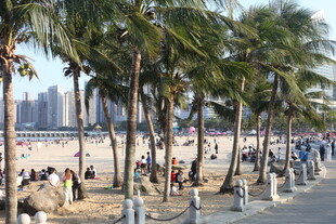 海滨椰林旁的热闹休闲场景