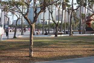 城市公园中的树木与行人