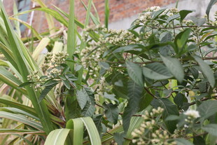 绿叶繁茂的植物景观